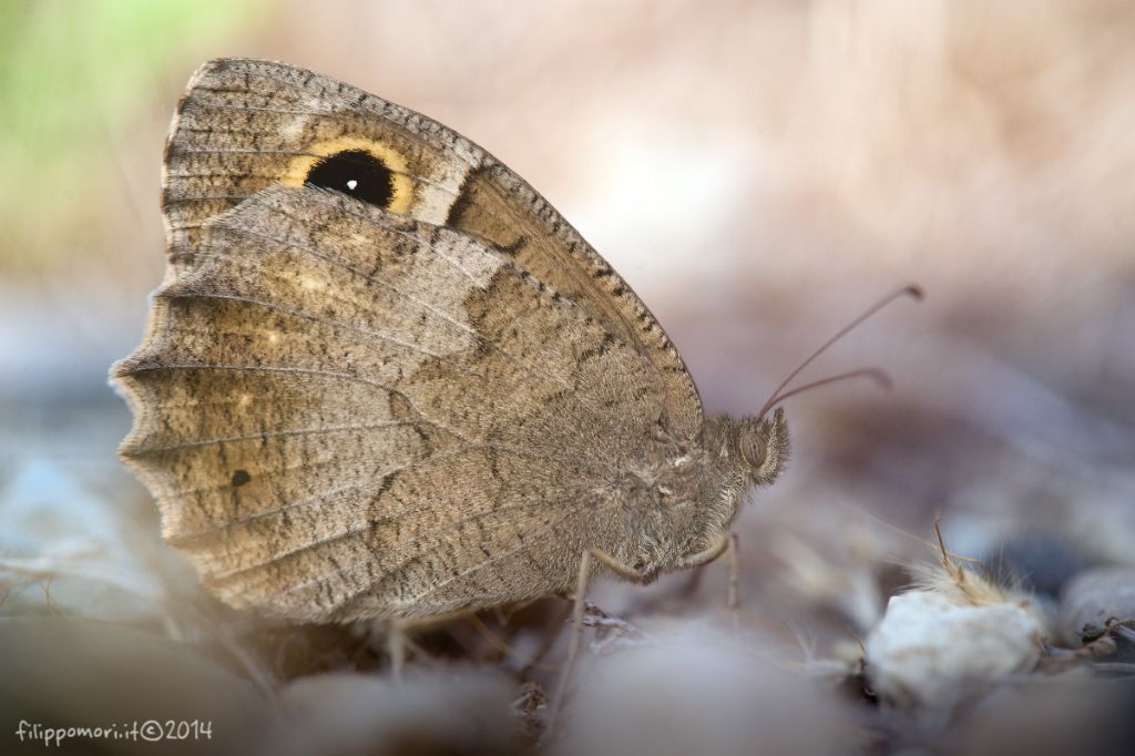 Farfalla da identificare - Hipparchia statilinus